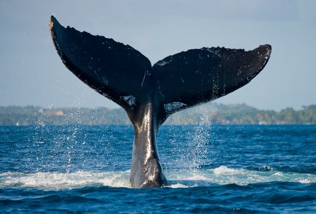 Humpback whale tail